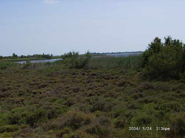 Camargue : Heidelandschaft